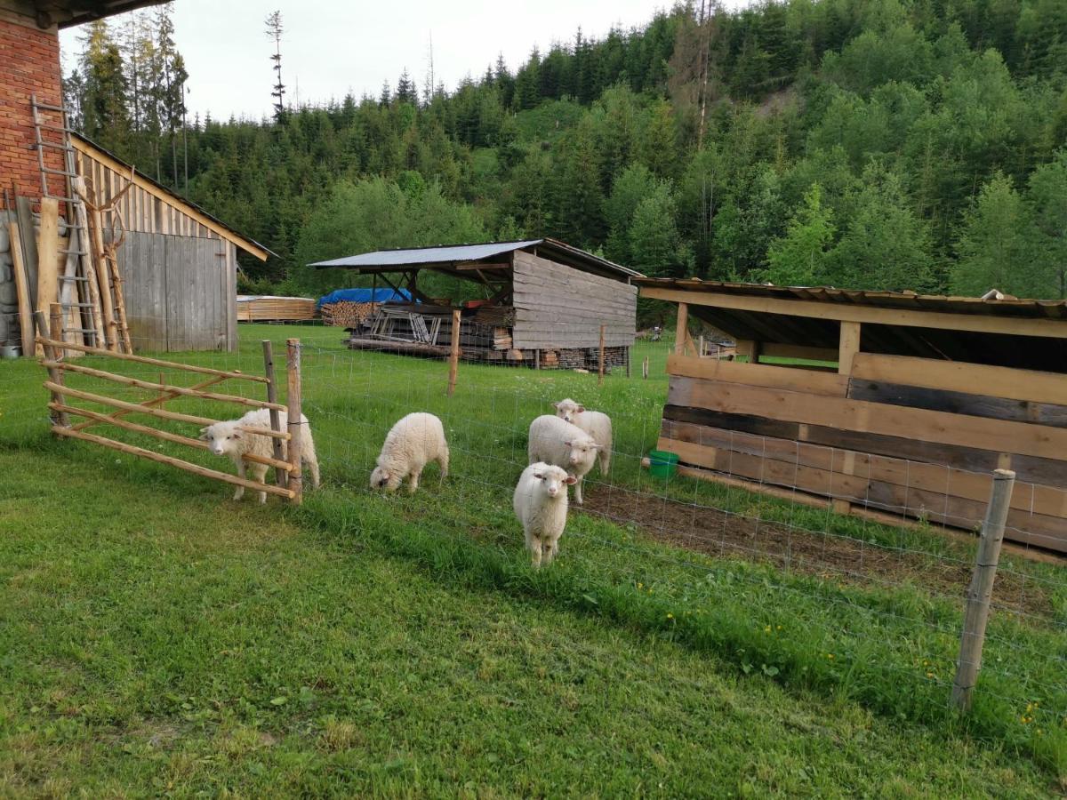 Pokoje Goscinne Pod Limbami Ciche Małe Exterior foto